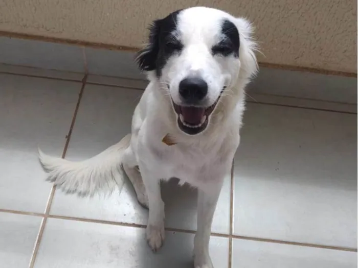 Cachorro ra a SRD-ViraLata idade 1 ano nome Maggie