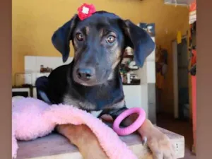 Cachorro raça SRD-ViraLata idade 2 a 6 meses nome Íris 