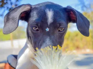 Cachorro raça SRD-ViraLata idade 2 a 6 meses nome Dalila 