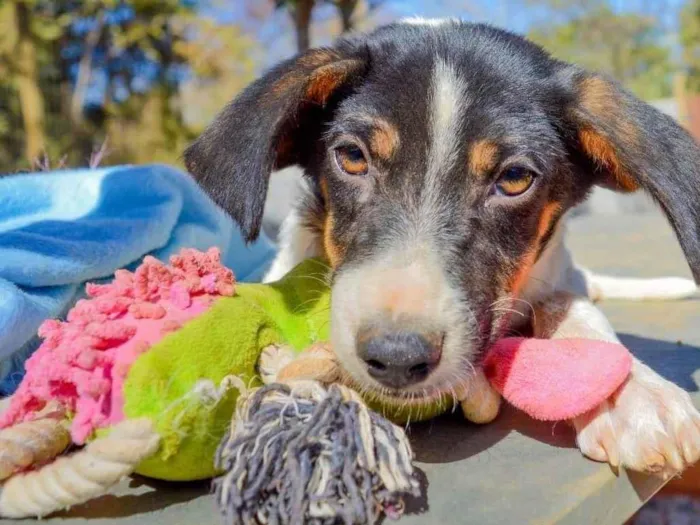 Cachorro ra a SRD-ViraLata idade 2 a 6 meses nome Isaac 