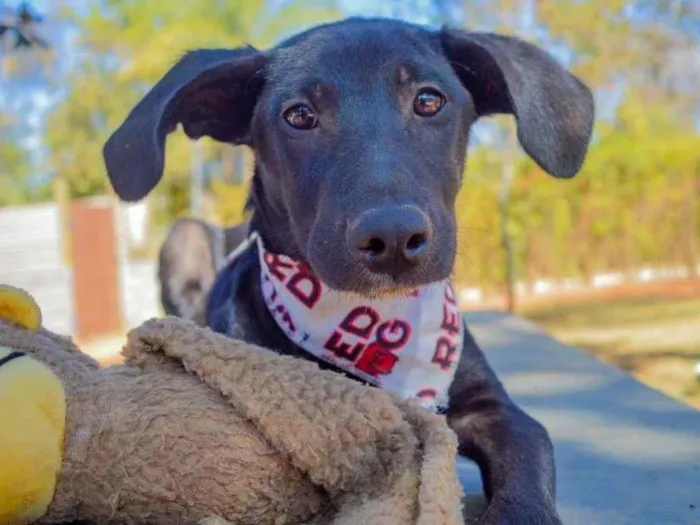 Cachorro ra a SRD-ViraLata idade 2 a 6 meses nome Cadu 