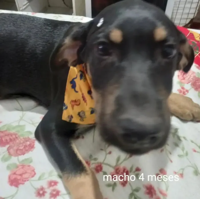 Cachorro ra a SRD-ViraLata idade 2 a 6 meses nome Paçoca