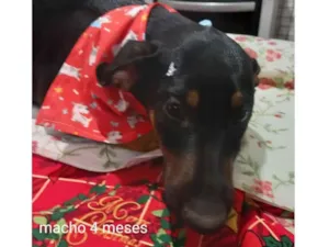 Cachorro raça SRD-ViraLata idade 2 a 6 meses nome Paçoca