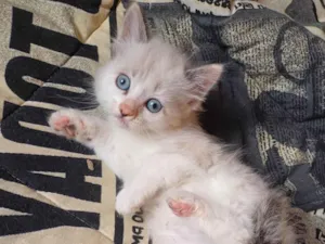 Gato raça Persa idade Abaixo de 2 meses nome Mix persa siames adocao