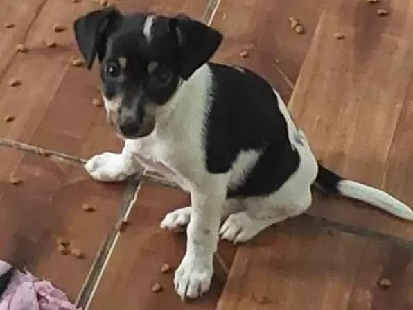 Cachorro ra a SRD-ViraLata idade 2 a 6 meses nome Pequena