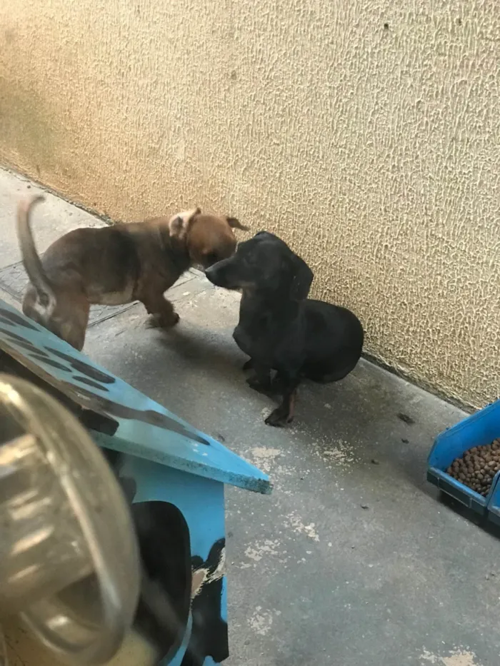 Cachorro ra a Basset-Cofap idade 2 anos nome Thor e boby