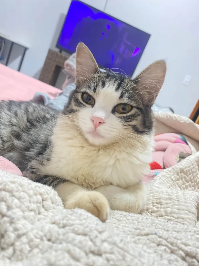 Gato ra a SRD-ViraLata idade 7 a 11 meses nome Amora