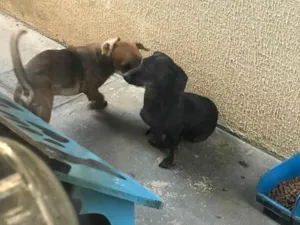 Cachorro raça Basset-Cofap idade 2 anos nome Thor e boby