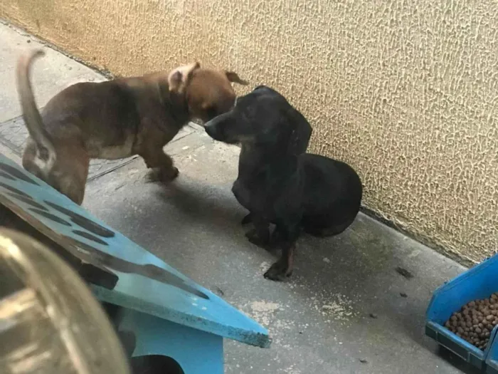 Cachorro ra a Basset-Cofap idade 2 anos nome Thor e boby