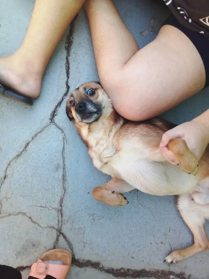 Cachorro ra a SRD-ViraLata idade 1 ano nome Zeus