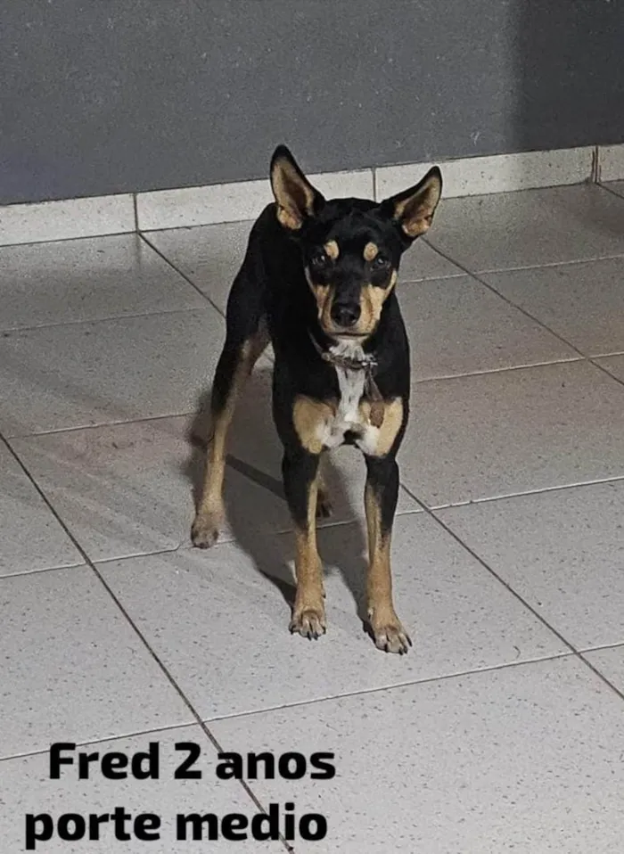 Cachorro ra a SRD-ViraLata idade 2 anos nome Fred