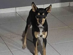 Cachorro raça SRD-ViraLata idade 2 anos nome Fred