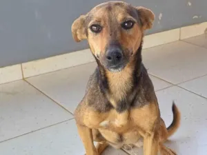 Cachorro raça SRD-ViraLata idade 6 ou mais anos nome Lilica 