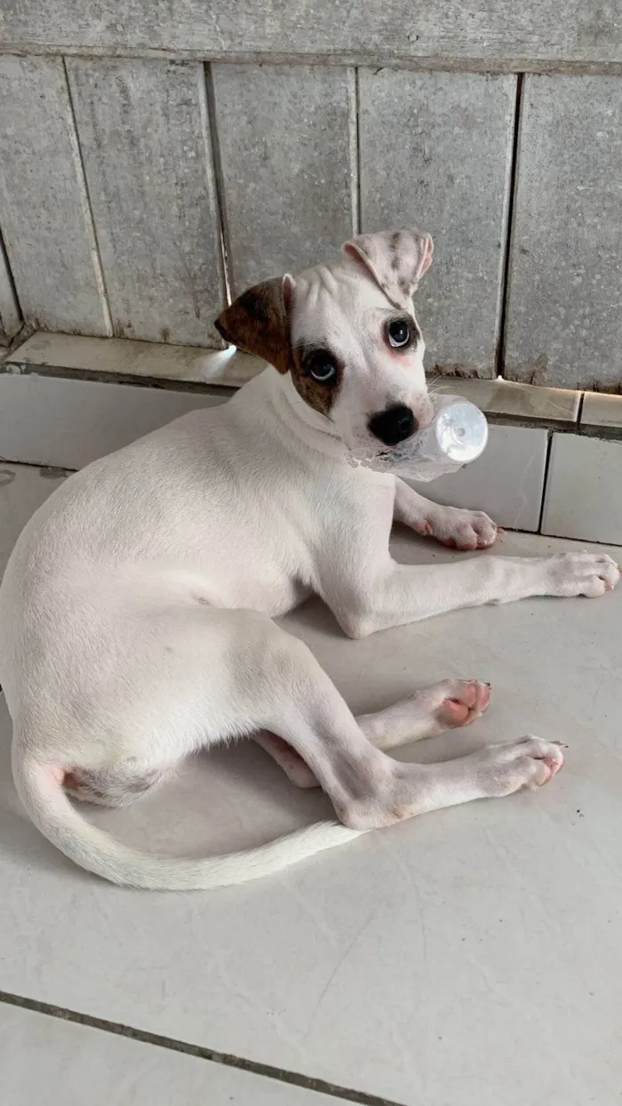 Cachorro ra a SRD-ViraLata idade 2 a 6 meses nome Lola