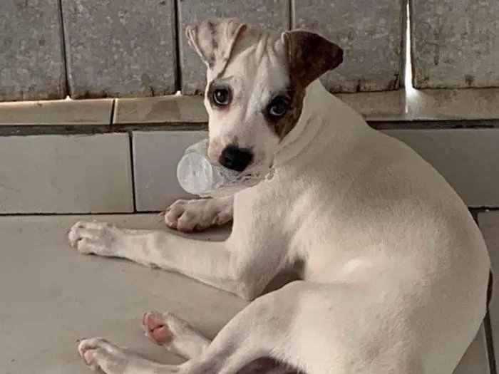 Cachorro ra a SRD-ViraLata idade 2 a 6 meses nome Lola