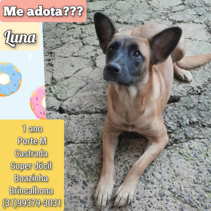 Cachorro ra a SRD-ViraLata idade 1 ano nome Luna