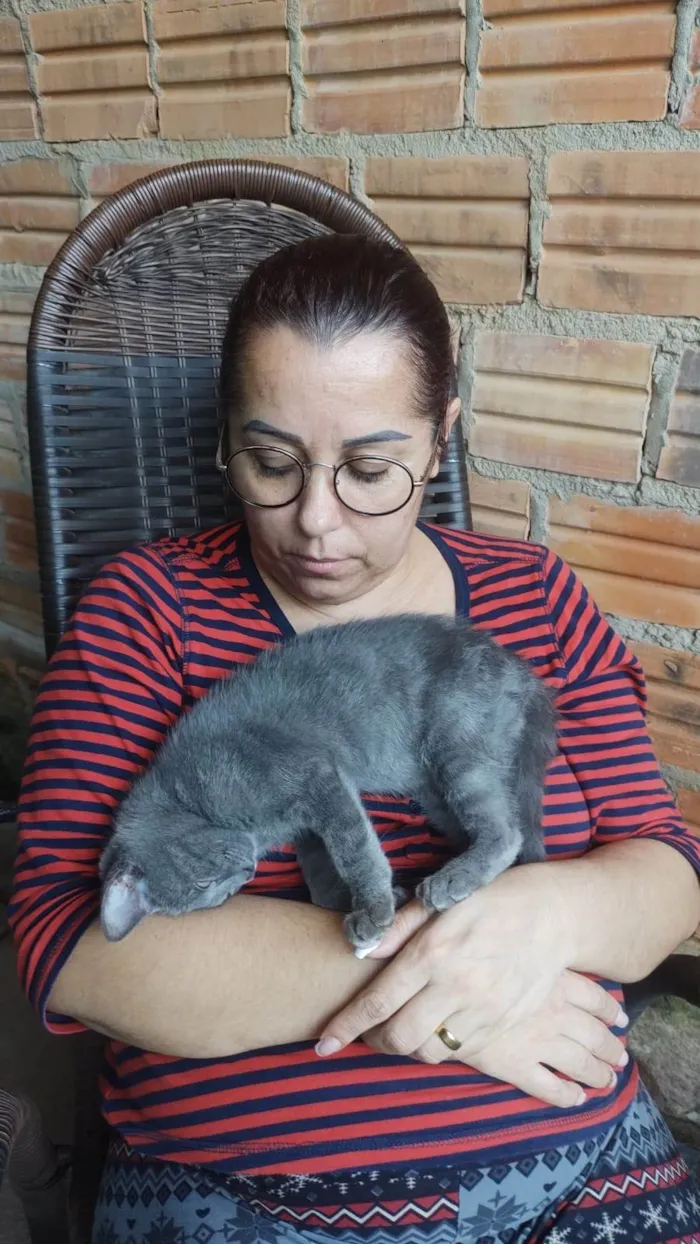 Gato ra a SRD-ViraLata idade 2 a 6 meses nome Chorão 