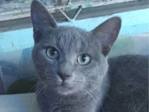 Gato raça SRD-ViraLata idade 2 a 6 meses nome Chorão 