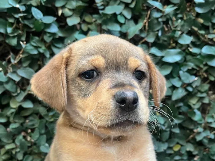 Cachorro ra a SRD-ViraLata idade 2 a 6 meses nome Paloma