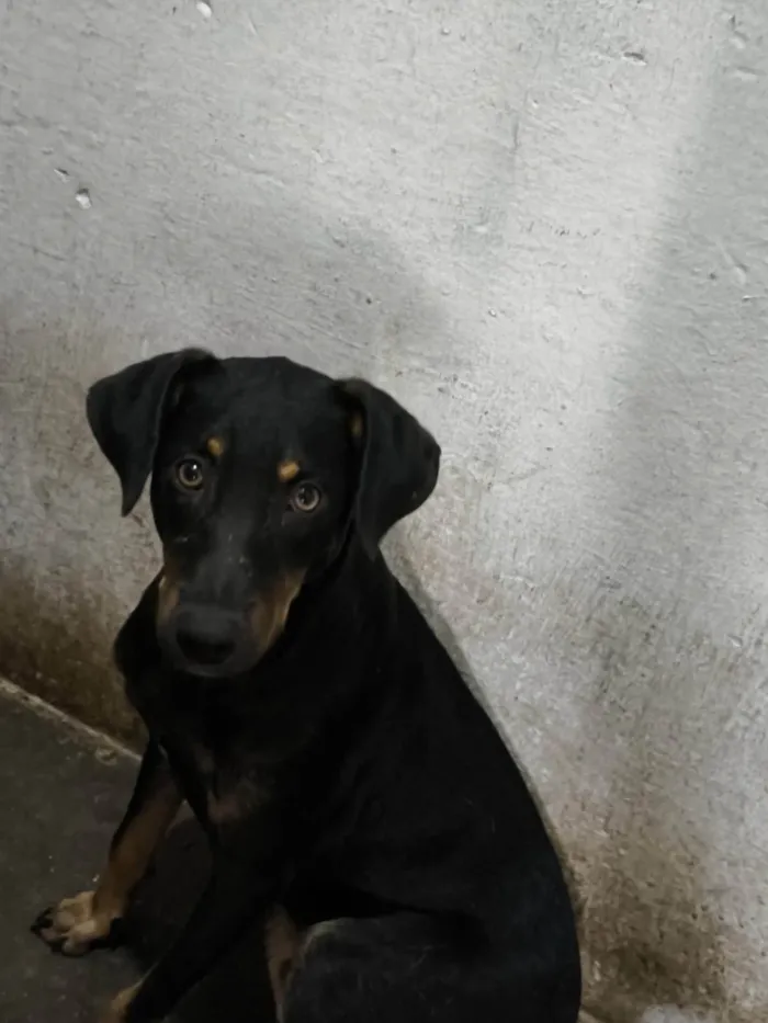 Cachorro ra a SRD-ViraLata idade 1 ano nome Marrom 