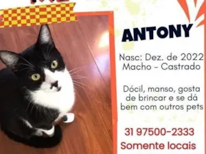 Gato raça SRD-ViraLata idade 2 anos nome Antony