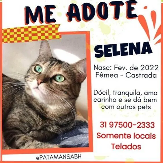 Gato ra a SRD-ViraLata idade 2 anos nome Selena