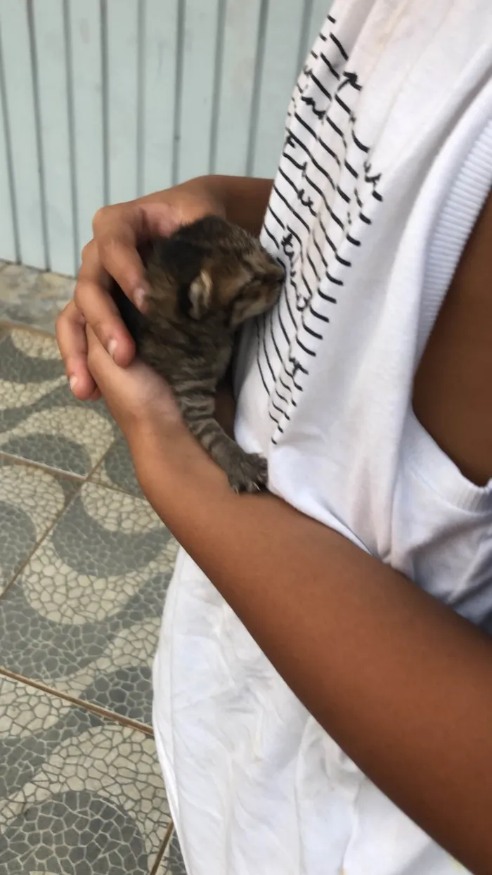 Gato ra a SRD-ViraLata idade Abaixo de 2 meses nome Sofia