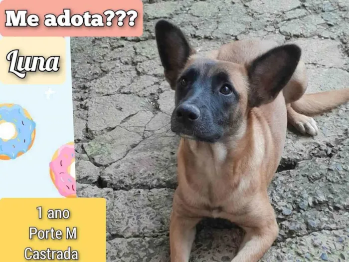 Cachorro ra a SRD-ViraLata idade 1 ano nome Luna