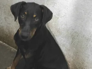 Cachorro raça SRD-ViraLata idade 1 ano nome Marrom 