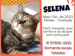 Gato raça SRD-ViraLata idade 2 anos nome Selena