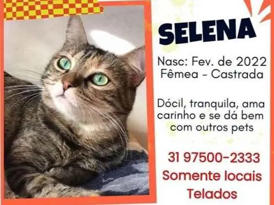 Gato ra a SRD-ViraLata idade 2 anos nome Selena