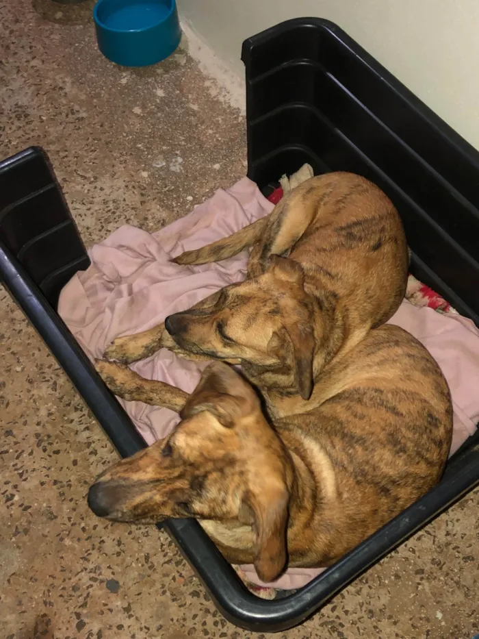 Cachorro ra a SRD-ViraLata idade 2 a 6 meses nome Sem nomes ainda 