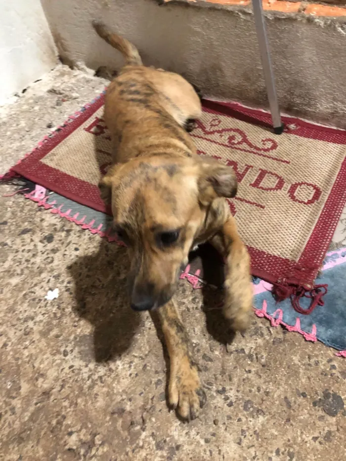 Cachorro ra a SRD-ViraLata idade 2 a 6 meses nome Sem nomes ainda 