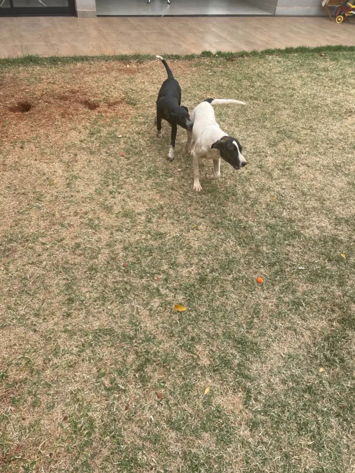 Cachorro ra a SRD-ViraLata idade 2 a 6 meses nome Cindy e Sky