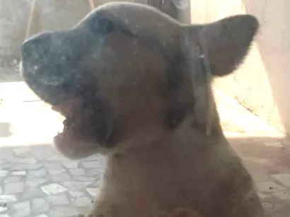 Cachorro raça SRD-ViraLata idade Abaixo de 2 meses nome Eder Lucente 