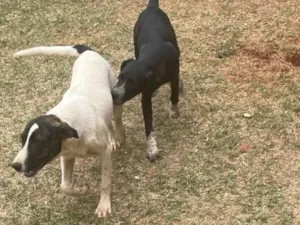 Cachorro raça SRD-ViraLata idade 2 a 6 meses nome Cindy e Sky