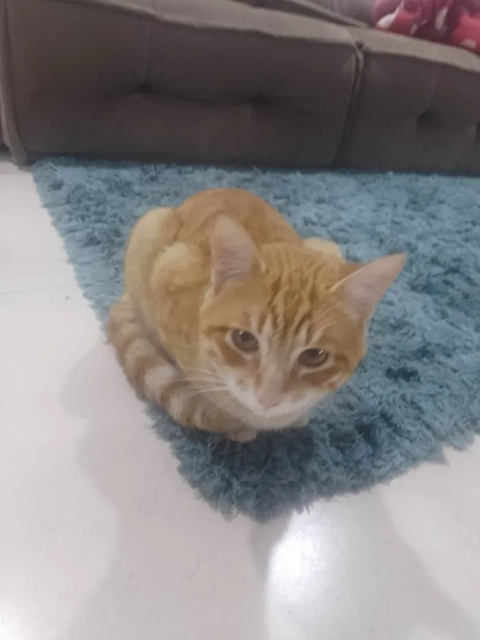 Gato ra a SRD-ViraLata idade 1 ano nome Feliz