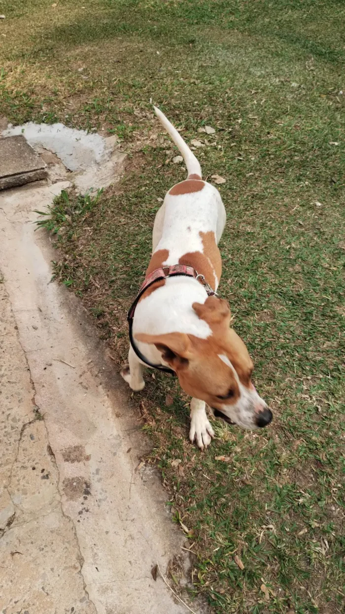 Cachorro ra a SRD-ViraLata idade 1 ano nome Cachorro macho 