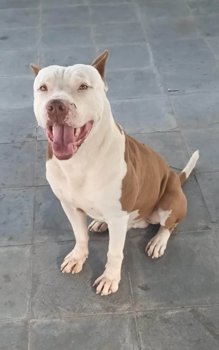 Cachorro ra a Pit-Bull idade 6 ou mais anos nome Max