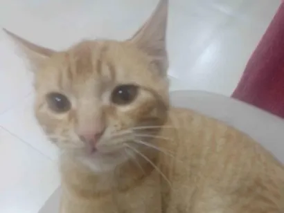 Gato raça SRD-ViraLata idade 1 ano nome Feliz