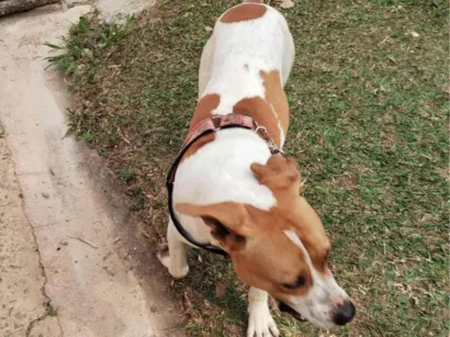 Cachorro raça SRD-ViraLata idade 1 ano nome Cachorro macho 