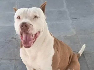 Cachorro raça Pit-Bull idade 6 ou mais anos nome Max