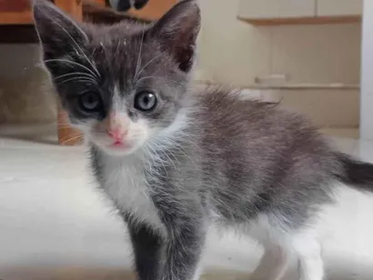 Gato raça SRD-ViraLata idade Abaixo de 2 meses nome *****