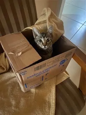 Gato raça SRD-ViraLata idade 2 a 6 meses nome Yumi