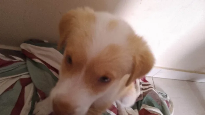 Cachorro ra a Basset-Cofap idade 2 a 6 meses nome Kira