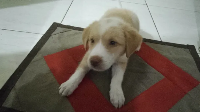 Cachorro ra a Basset-Cofap idade 2 a 6 meses nome Kira