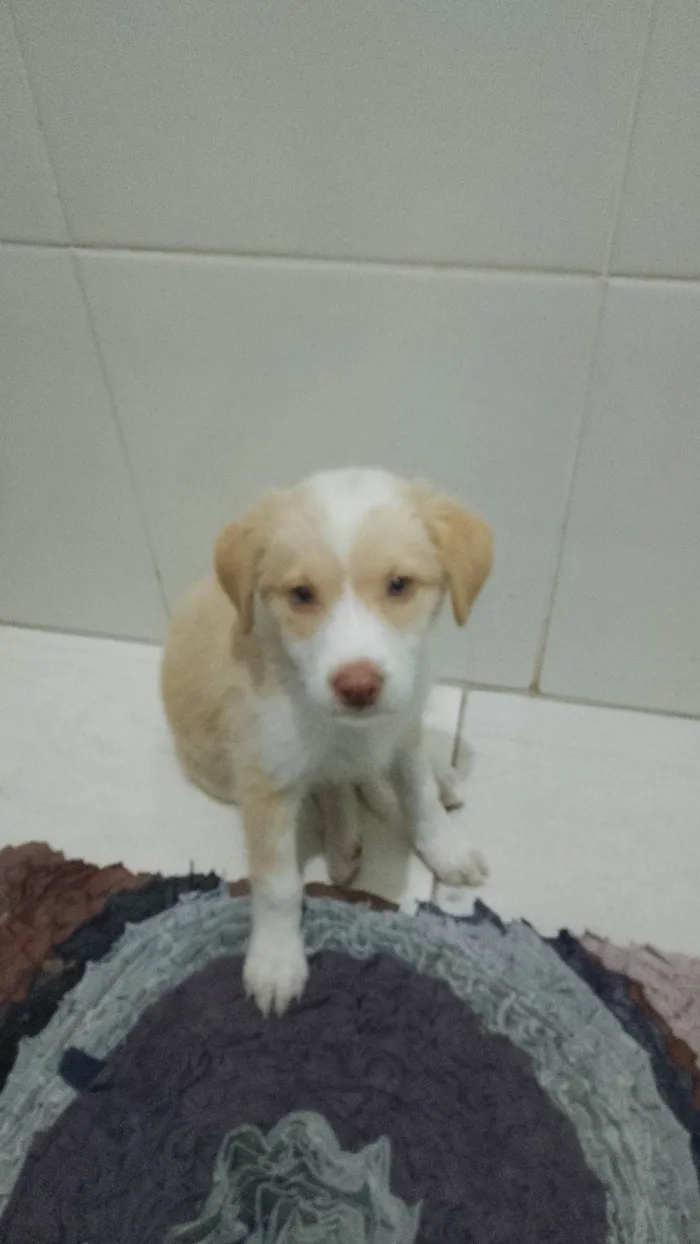 Cachorro ra a Basset-Cofap idade 2 a 6 meses nome Kira