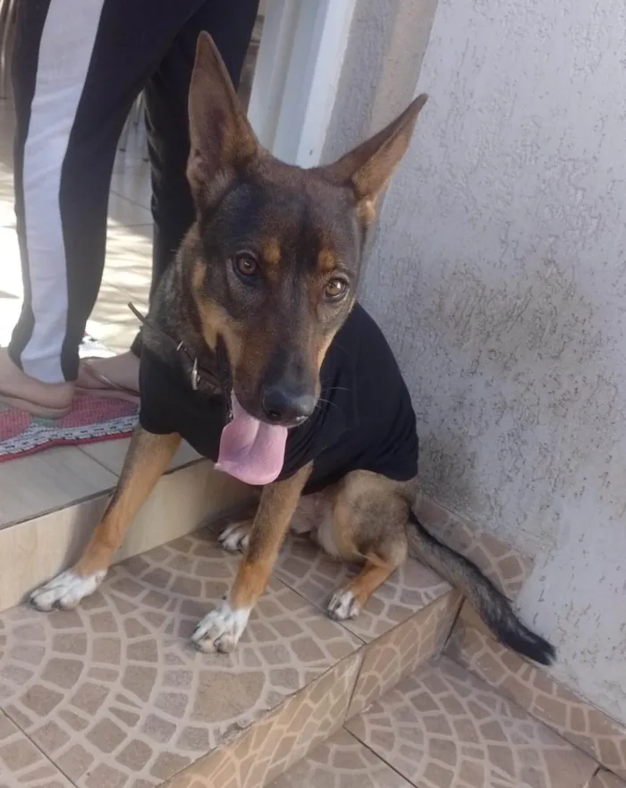 Cachorro ra a Pastor Alemão idade 3 anos nome Kiara