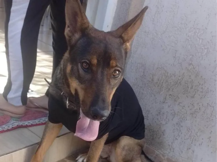 Cachorro ra a Pastor Alemão idade 3 anos nome Kiara