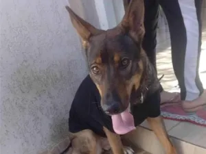 Cachorro raça Pastor Alemão idade 3 anos nome Kiara